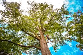 How Our Tree Care Process Works  in  Zellwood, FL