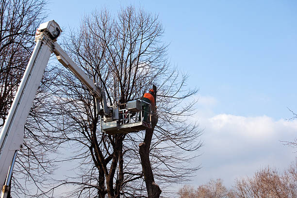 Tree and Shrub Care in Zellwood, FL